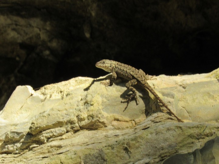 Eastern Fence Lizard